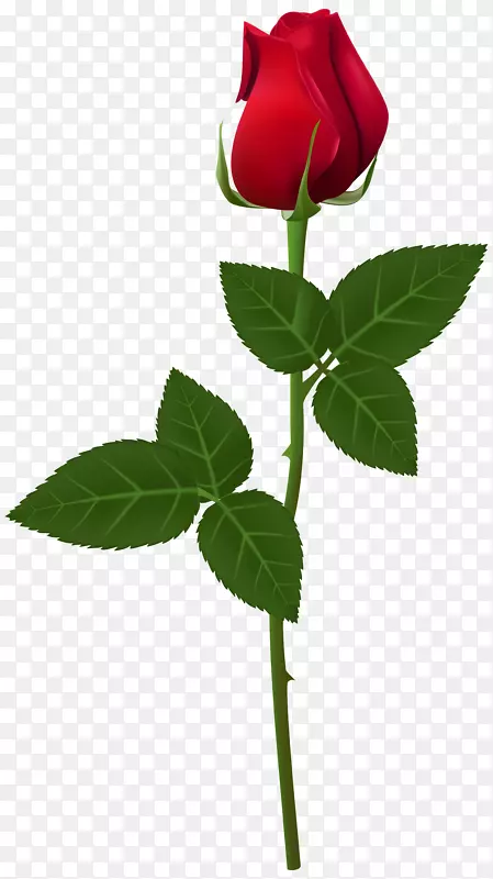 玫瑰花植物茎夹艺术-护身符