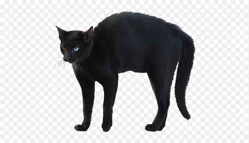 孟买猫，科拉特胡须，黑猫，家猫，短毛猫-黑猫