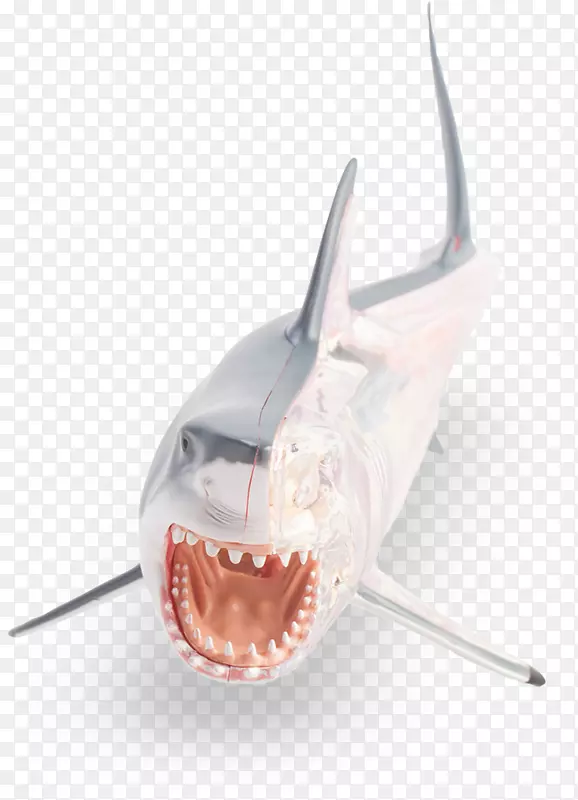 大白鲨解剖鱼-幼鲨