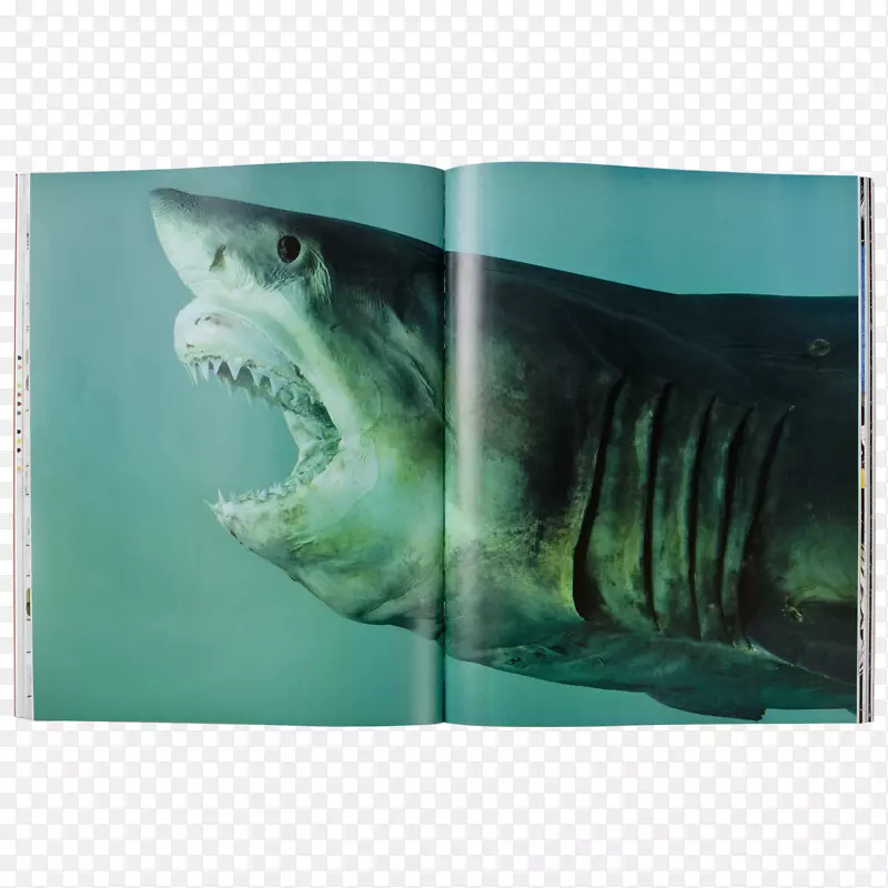 达米恩·赫斯特：文物鲨鱼艺术绘画-鲨鱼