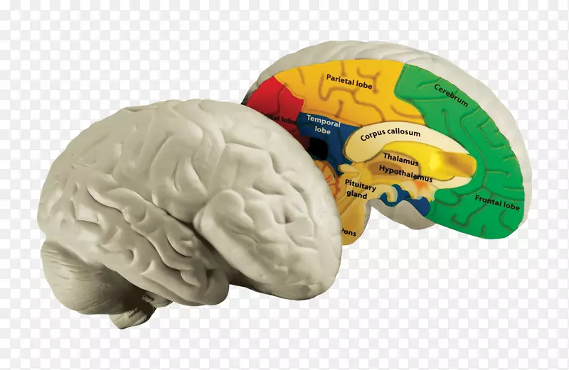 人脑人体教育智人-脑