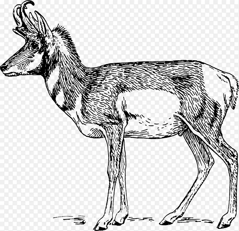 一种叉角羚羊画夹艺术-麋鹿