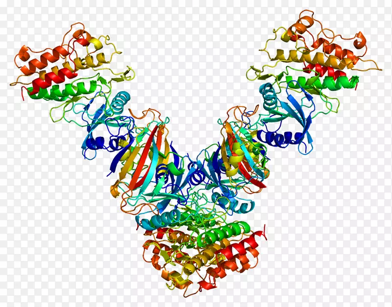 转化生长因子βTGFβ受体1转化生长因子β1蛋白
