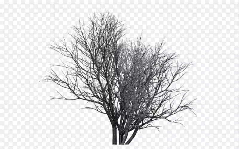 单色摄影树木-冬季树木