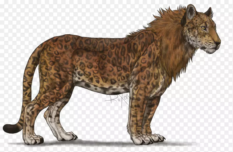 狮子豹猎豹-黑猎豹