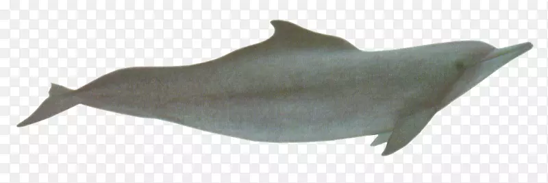 海豚南亚河海豚常见的宽吻海豚图库溪海豚