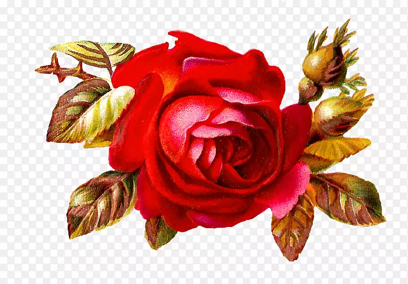 玫瑰插花艺术-红玫瑰