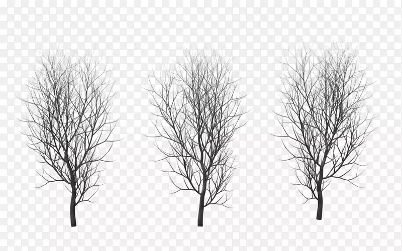拔树、树枝、冬树