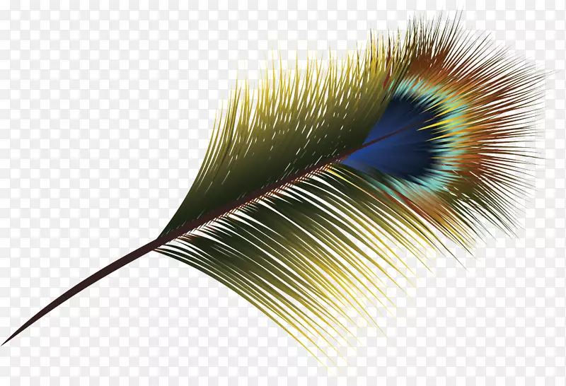 羽毛亚洲孔雀-羽毛