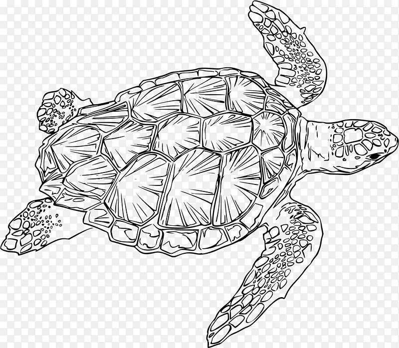 甲鱼画绿海龟-海龟