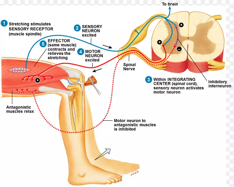 反射弧伸展反射髌骨反射解剖-颅神经