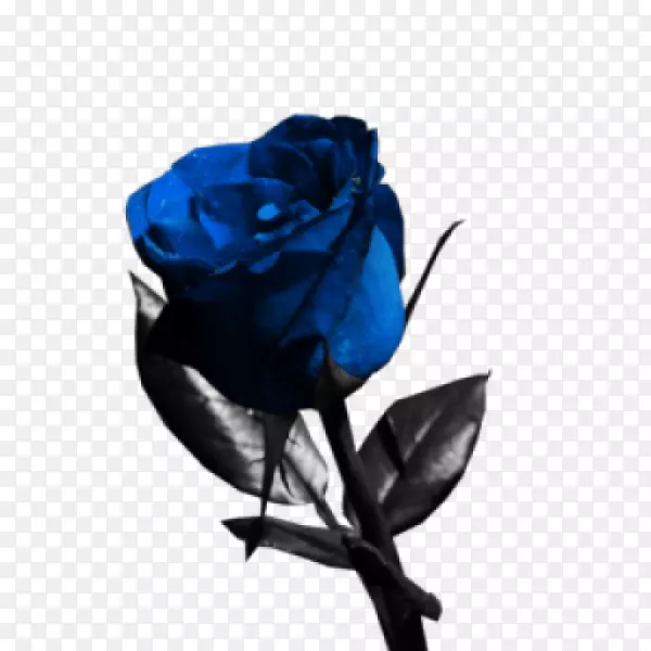 蓝色玫瑰花园玫瑰-精致的蓝色花朵
