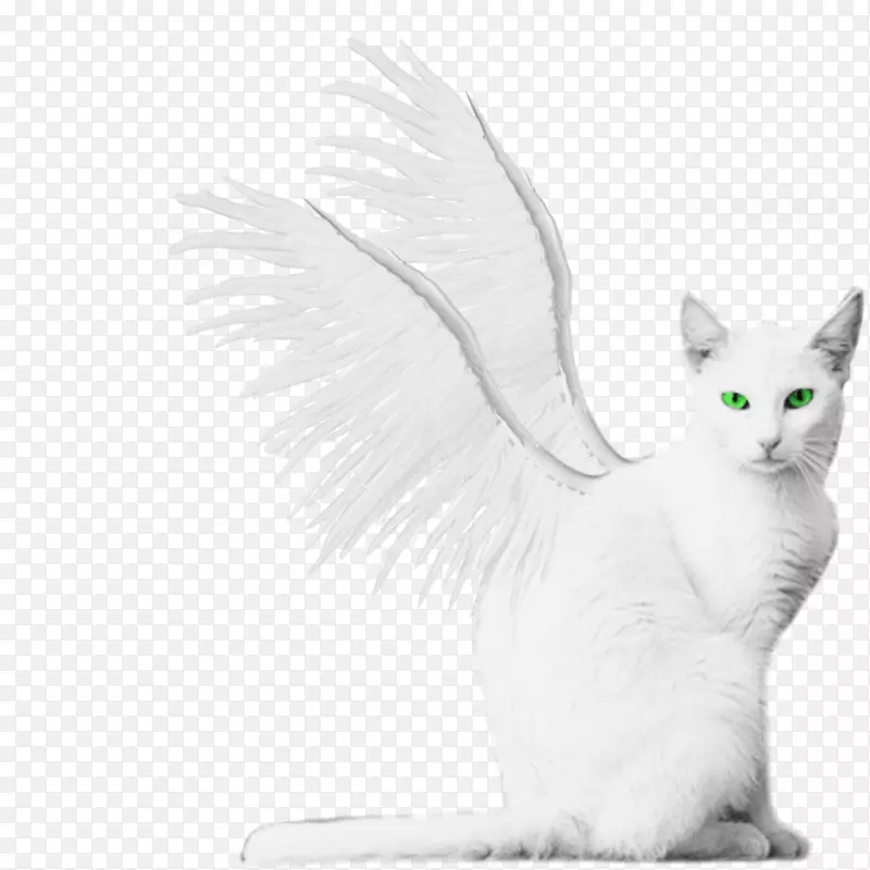 土耳其面包车土耳其安哥拉小猫有翅膀的猫-白色翅膀