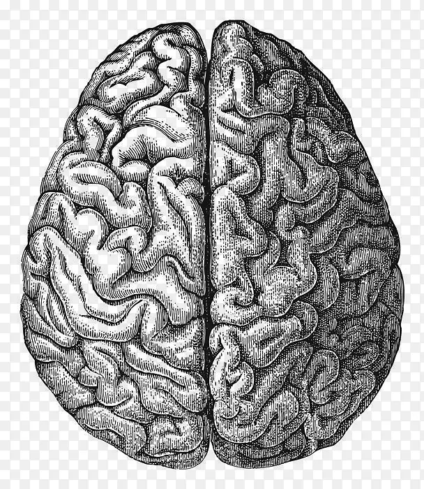人脑图-人脑