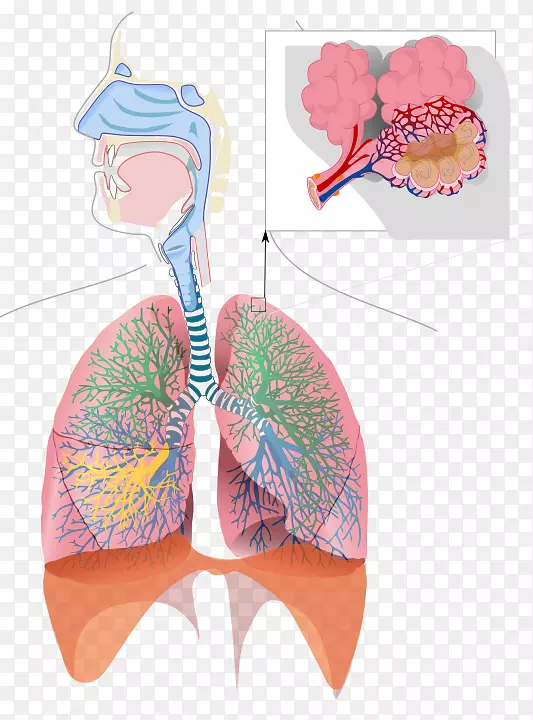 呼吸系统呼吸，呼吸道，细支气管，肺脏