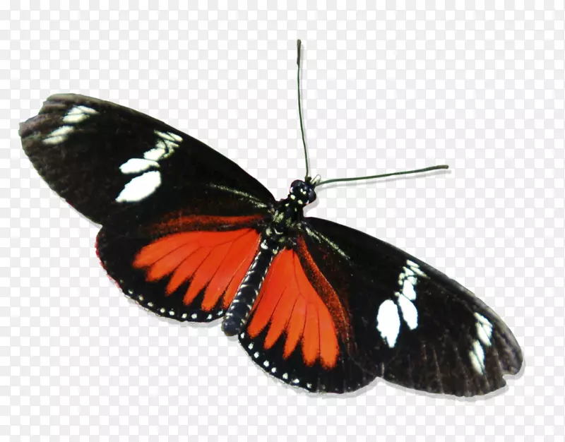 蝴蝶昆虫红色小龟-白色的春天