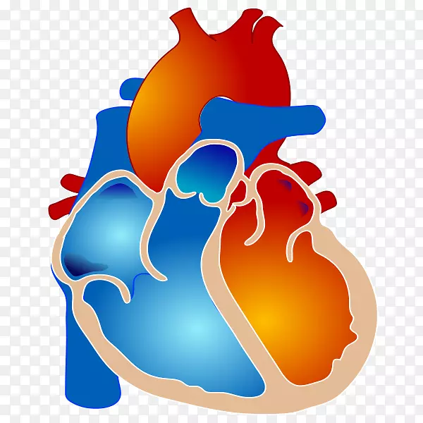 法洛四联症先天性心脏缺损紫绀型心脏缺损室间隔缺损-人心脏