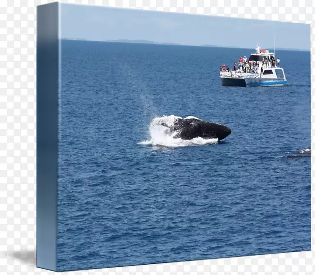 水运鲸海豚海洋鲸目鲸水彩