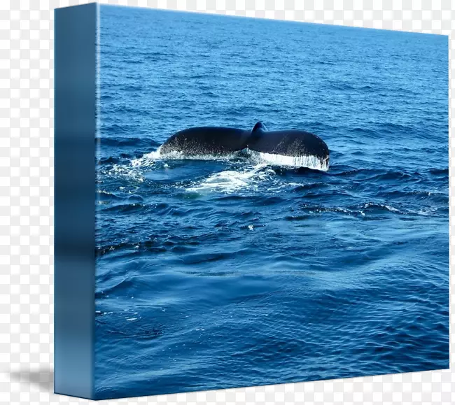 鲸类海洋鲸目海豚全鲸水彩