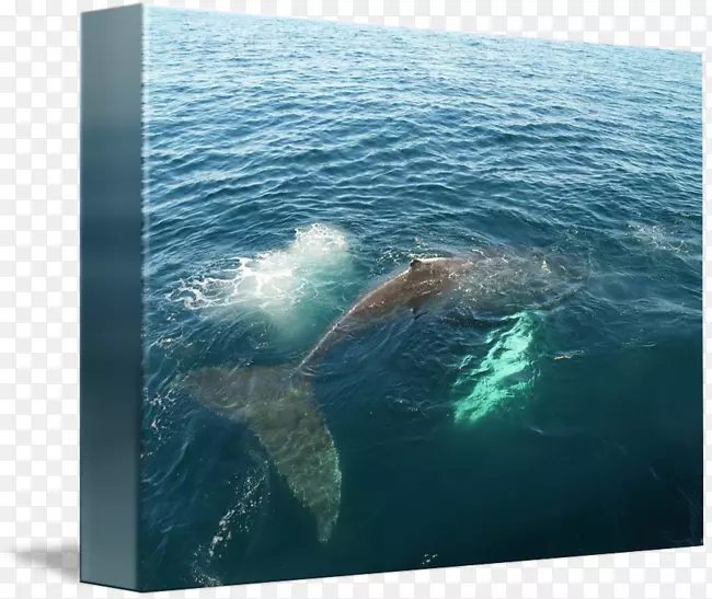 灰鲸海洋52赫兹鲸海豚鲸鱼水彩
