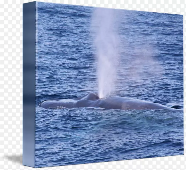 驼背鲸、鲸类、海洋海豚-鲸鱼水彩