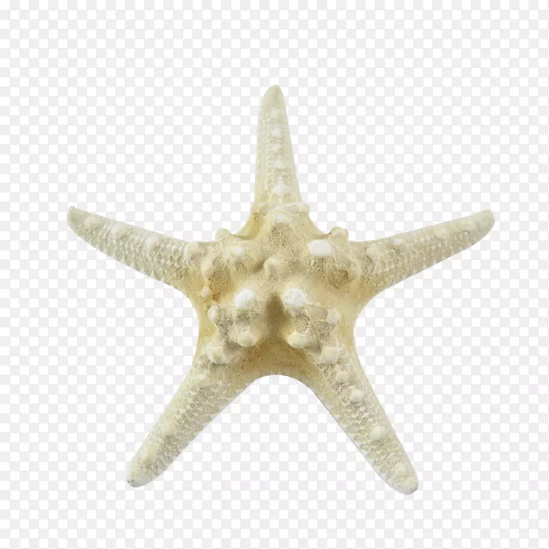 海星海螺海洋无脊椎动物彩色海星