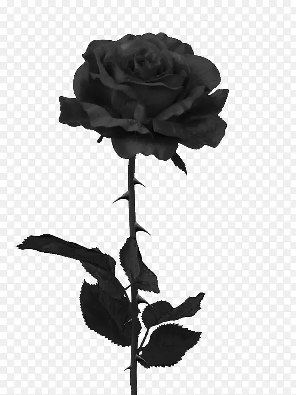 黑色玫瑰剪贴画-紫玫瑰
