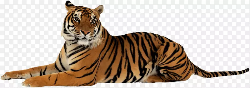 猫科狮子美洲虎剪贴画-白虎