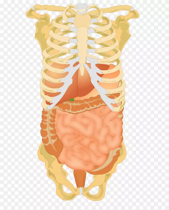 腹腔、腹部、肝脏消化、人类消化系统.骨架载体