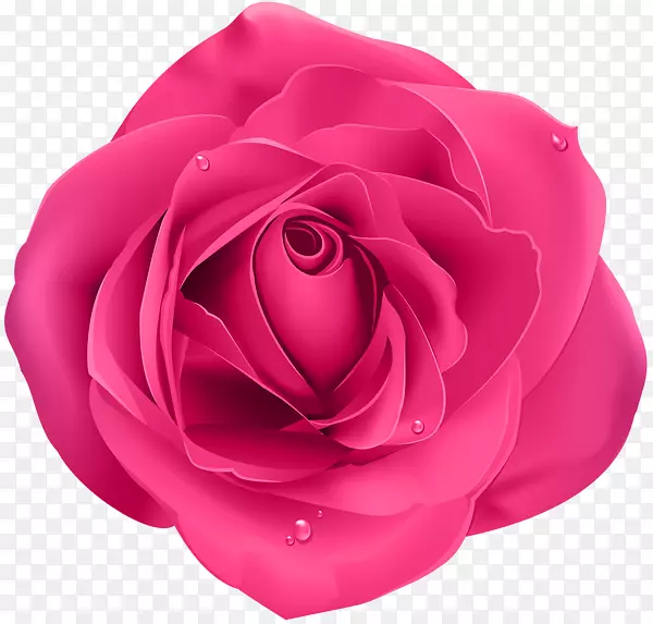 蓝色玫瑰花园玫瑰粉色插花艺术-玫瑰粉红色