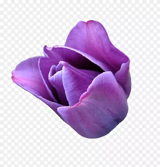紫郁金香紫丁香紫玫瑰