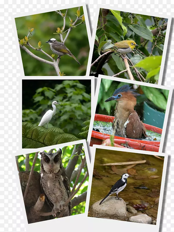 鸟类动物生态系统野生生物-钻石图片