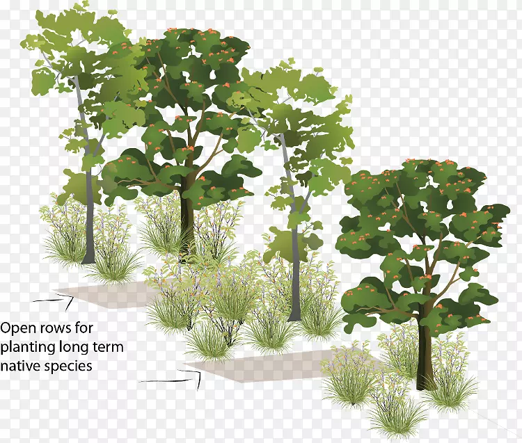 木本植物林灌木鸽豌豆