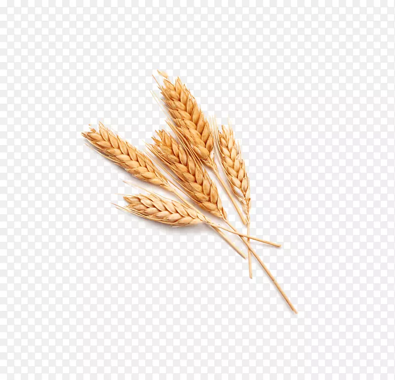 谷物农业砧木摄影普通小麦穗
