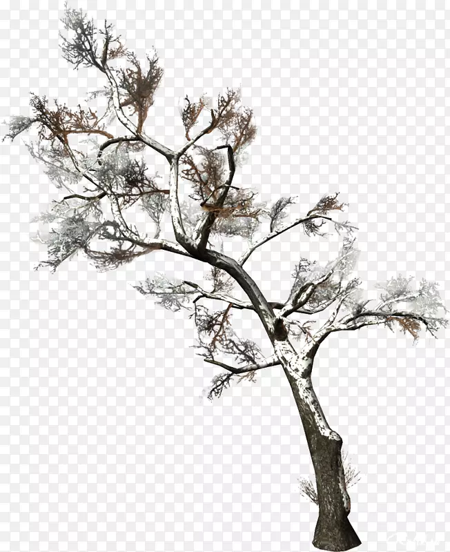 树枝木本植物剪贴画-活力绿树图片
