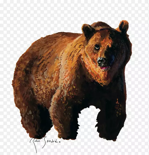 棕熊，灰熊，食肉动物