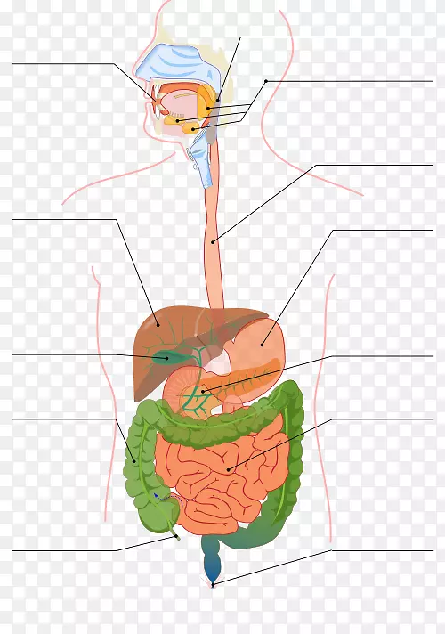 胃肠道消化小肠人消化系统大肠消化系统