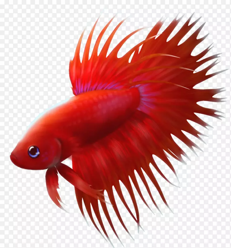暹罗斗鱼鳍-可爱的鱼