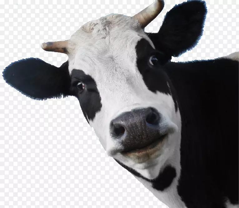 奶牛奶牛犊食品-奶牛