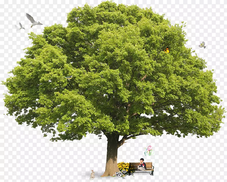 柯林斯宝石树百科全书柯林斯树指南柯林斯英国树木指南-郁郁葱葱的树顶