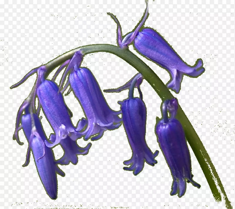 薰衣草，颠茄花，钴蓝，紫丁香紫罗兰-雅辛斯