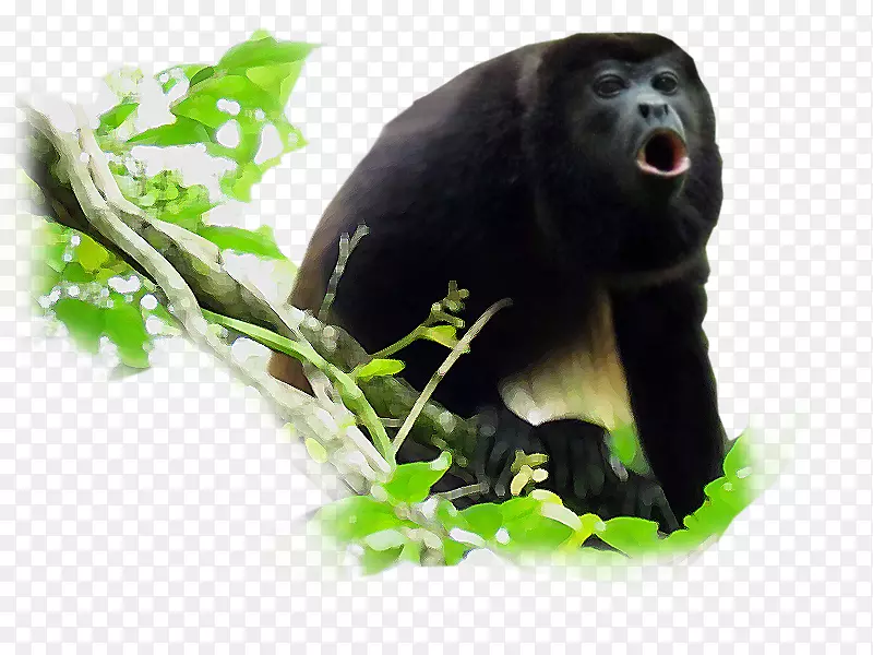 猴子黑色嚎叫灵长类普通黑猩猩-普拉多字