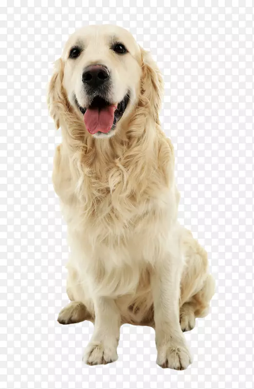 金毛猎犬，拉布拉多猎犬，坐在金色土地上的宠物狗-宠物狗