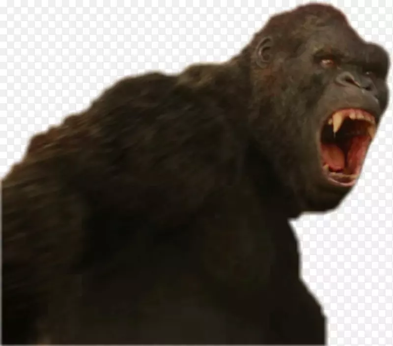 金刚猿猴西部大猩猩艺术普通黑猩猩-金刚