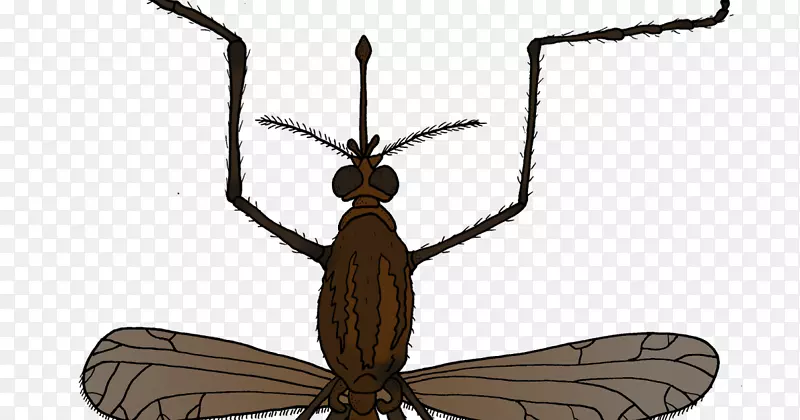 昆虫、蚊子、动物、苍蝇、害虫-蚊子