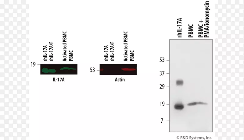离子霉素IL17A单克隆抗体Westernblot捕获载体