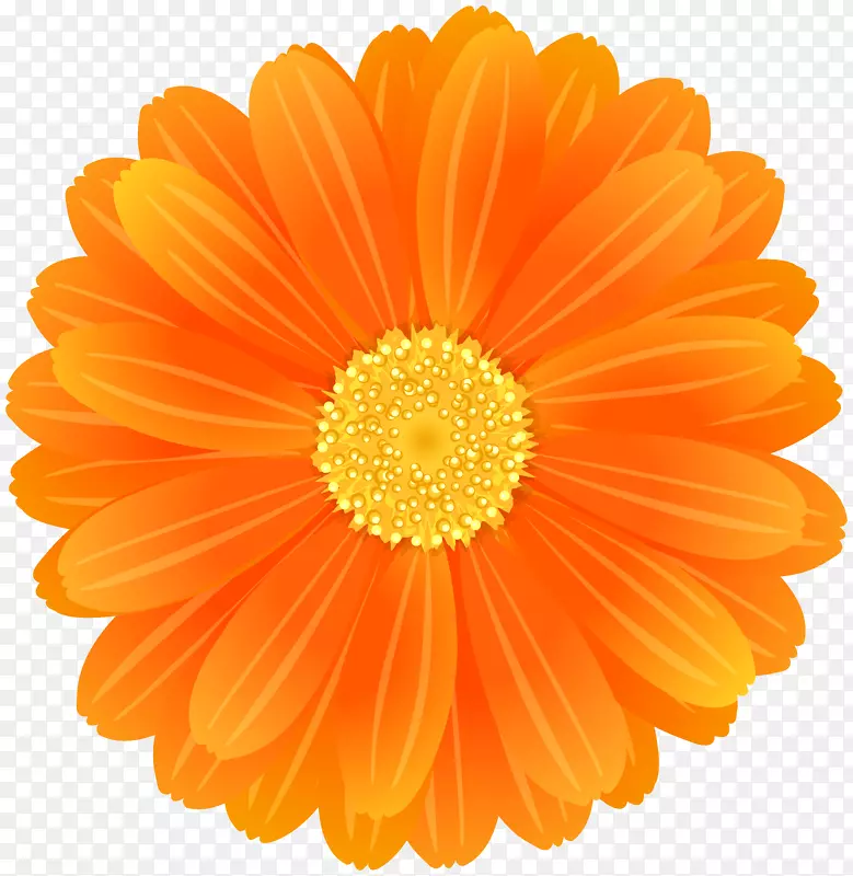 特兰士瓦菊花桌面壁纸橙色剪贴画橙色花
