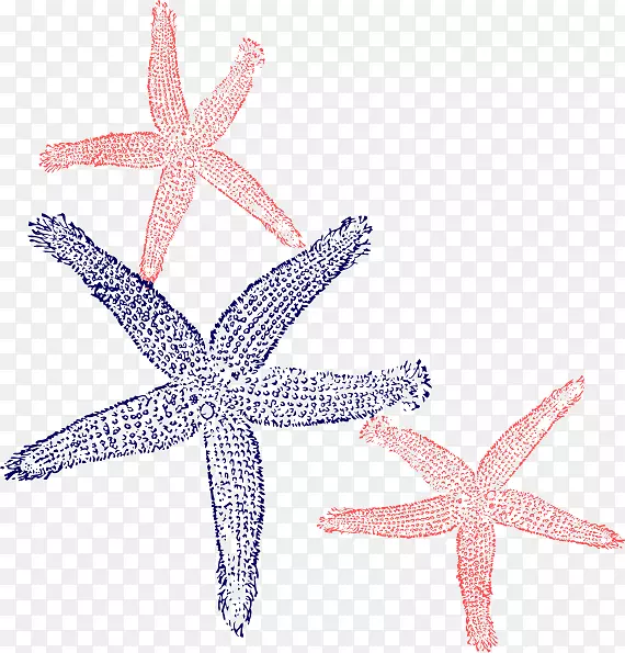 海洋无脊椎动物海星棘皮动物海星载体