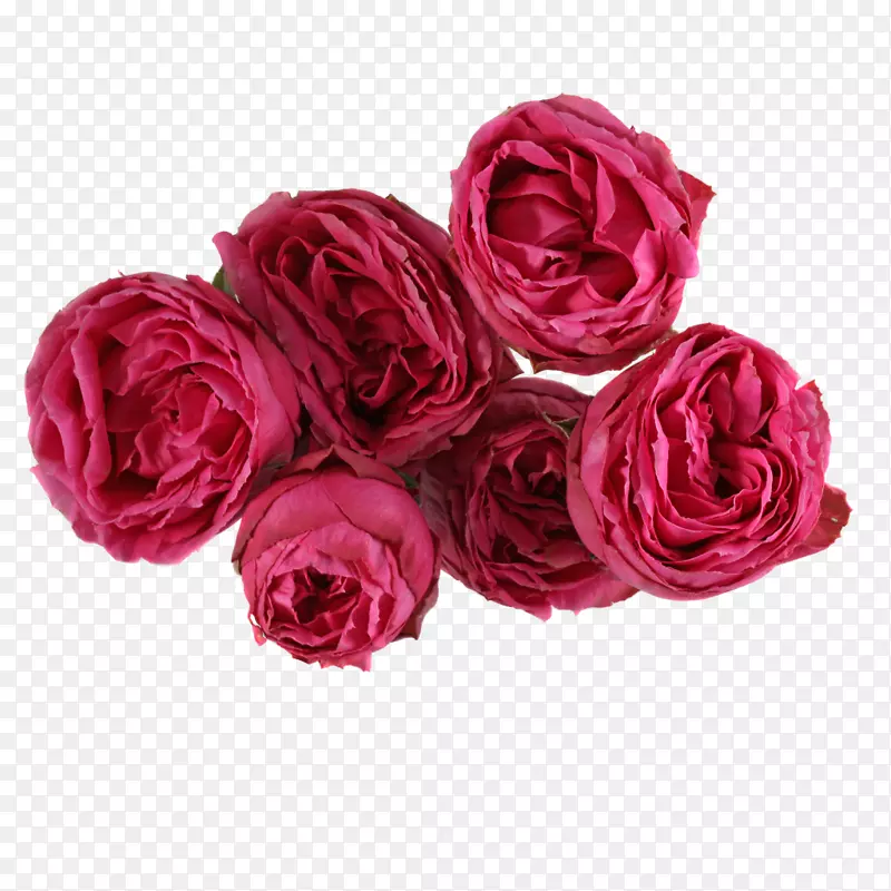 切花、花园玫瑰、蜈蚣玫瑰、玫瑰科.油墨花边材料