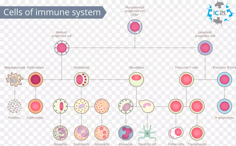 免疫系统白血球免疫人体-不健康
